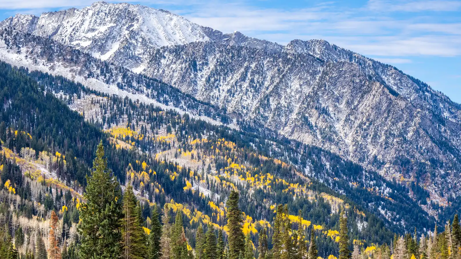 Golden aspens on a forested canyon wall below the snow-dusted granite peaks of Little Cottonwood Canyon